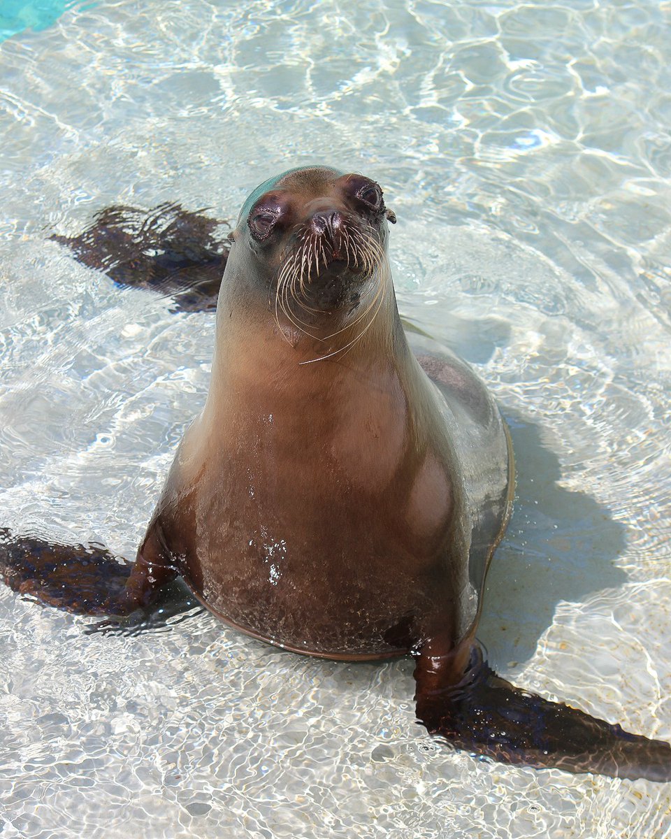 Spend your Memorial Day weekend at the Zoo and enjoy our expanded summer shows and chats schedule, including the return of Sea Lion Splash presented by @usbank on Saturday, May 25! We are open all weekend from 9:30am-5pm, including Memorial Day, May 27. bit.ly/44iumSl