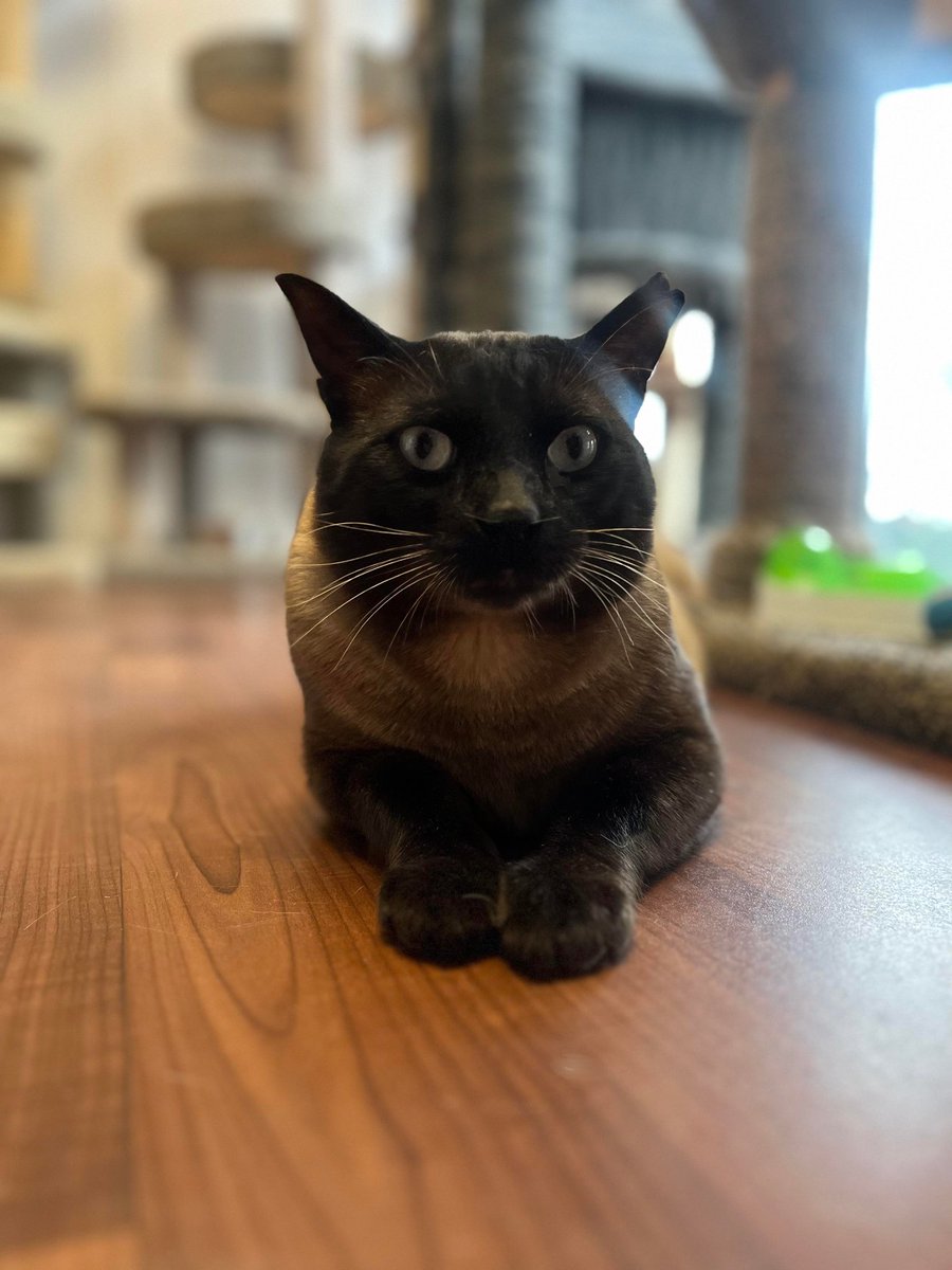 Meet new recruit and the latest resident of our @thekitchenmagpie crew, Odin! 

Odin is a 4 year old kitty ready to find his forever family! He does great with other cat pals and children! 

#safeteamrescue #adoptdontshop #adoptablekitty #edmontonadoptables  #yeg #yegcats
