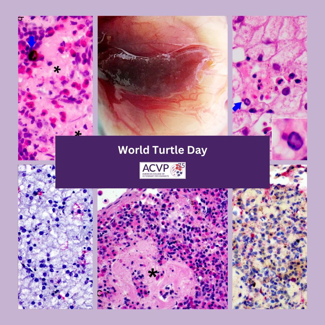 In honor of #WorldTurtleDay, today's #TBT is from a Jan 2023 study on Bohle iridovirus infection in freshwater turtle hatchlings: ✅Necrosis, inflamm: mucosa (oral, nasal, lingual), spleen, liver, gonads ✅Basophilic ICIBs: Liver 🐢bit.ly/3R00IO1