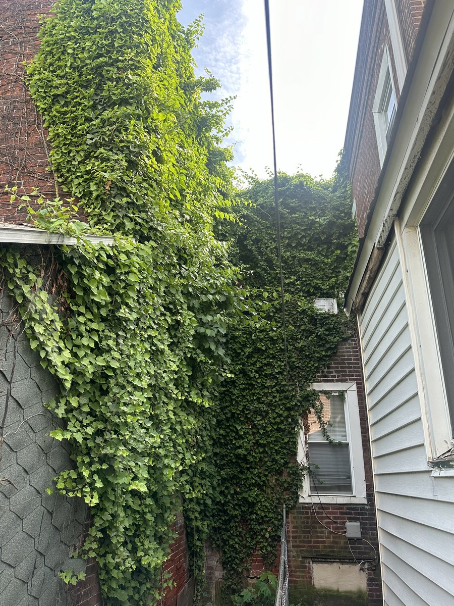 Wes215's tweet photo. @PhillyMayor Honestly clip came out today and painted this abandon house next door making it look like a house but didn’t cut the grass the weeds been growing for two years in the back I put in a complaint, even showed the workers and nothings been done, why paint it??? https://t.co/vylpDLLNA5