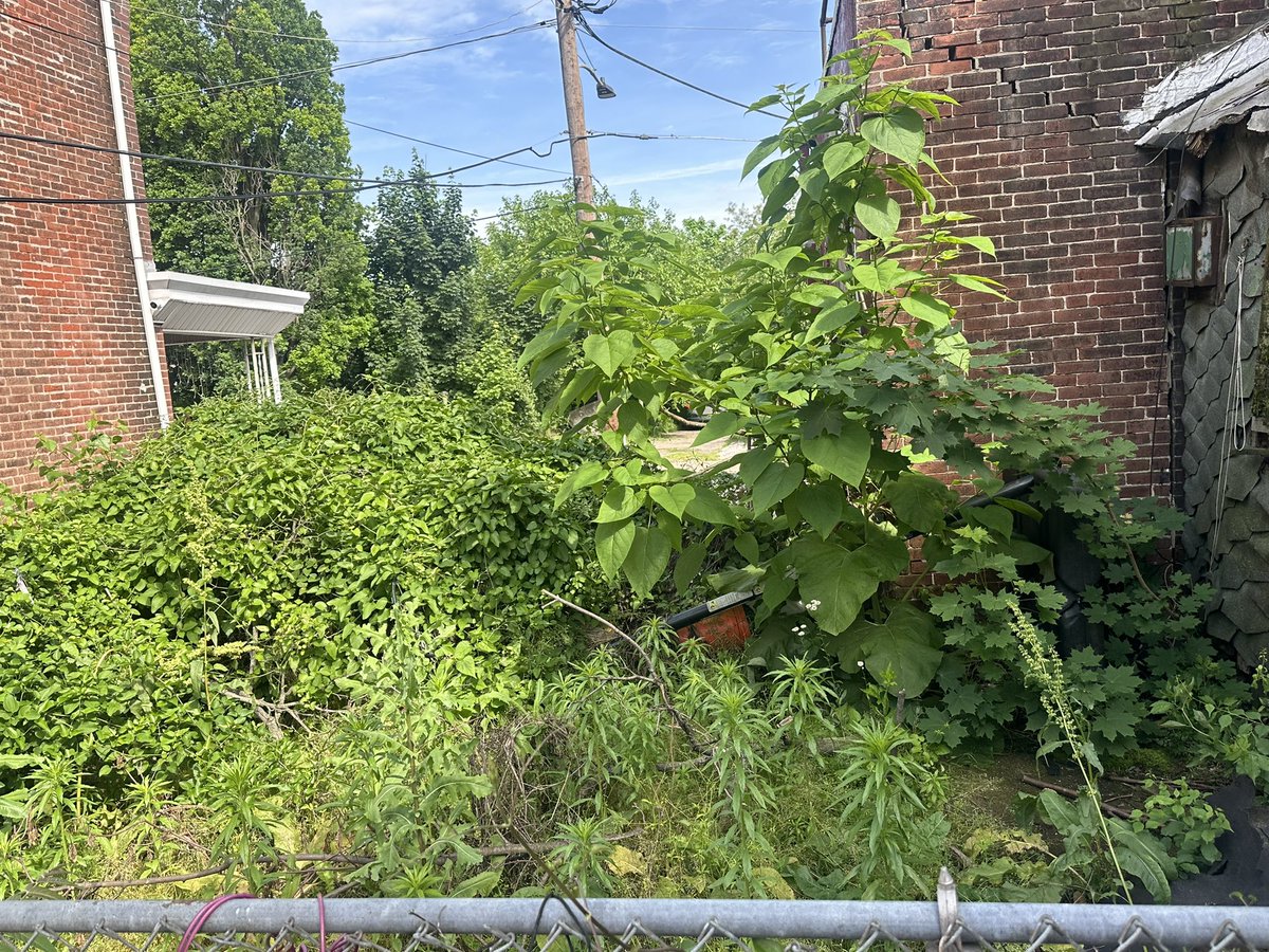 Wes215's tweet photo. @PhillyMayor Honestly clip came out today and painted this abandon house next door making it look like a house but didn’t cut the grass the weeds been growing for two years in the back I put in a complaint, even showed the workers and nothings been done, why paint it??? https://t.co/vylpDLLNA5