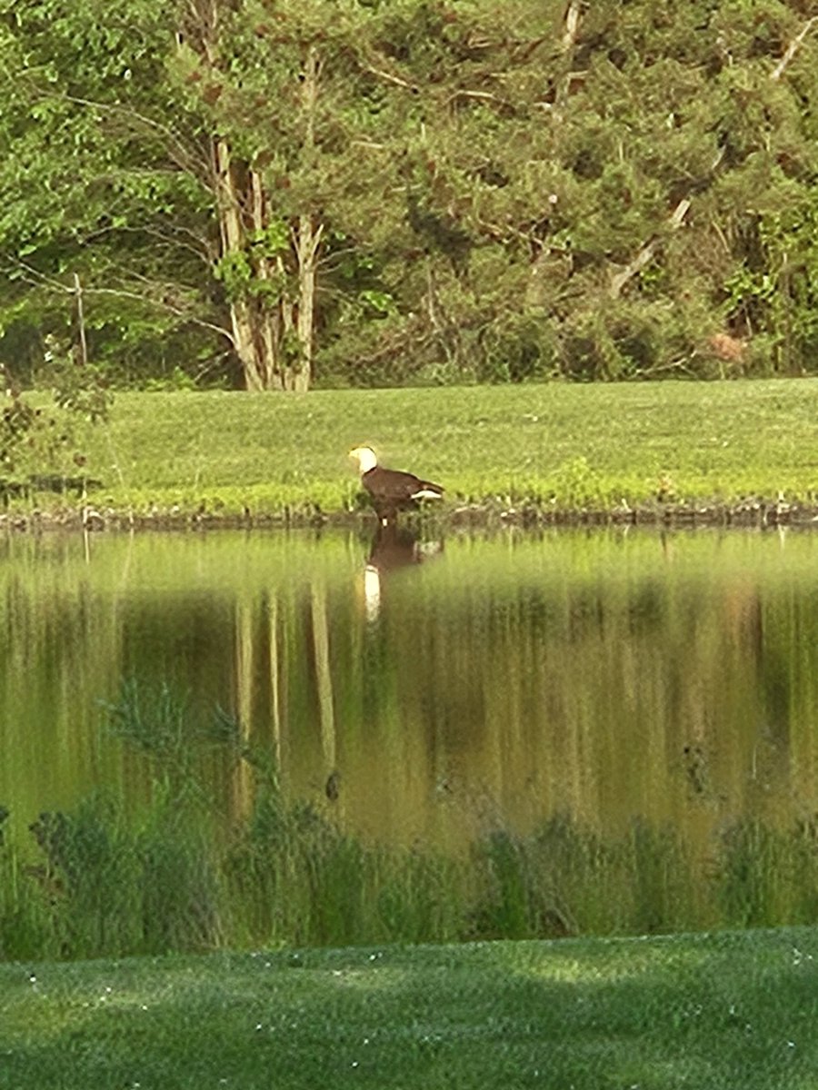 DarleneUT07's tweet photo. Saw the bald eagle at our new house out in the country! https://t.co/xpD5m69Nh7
