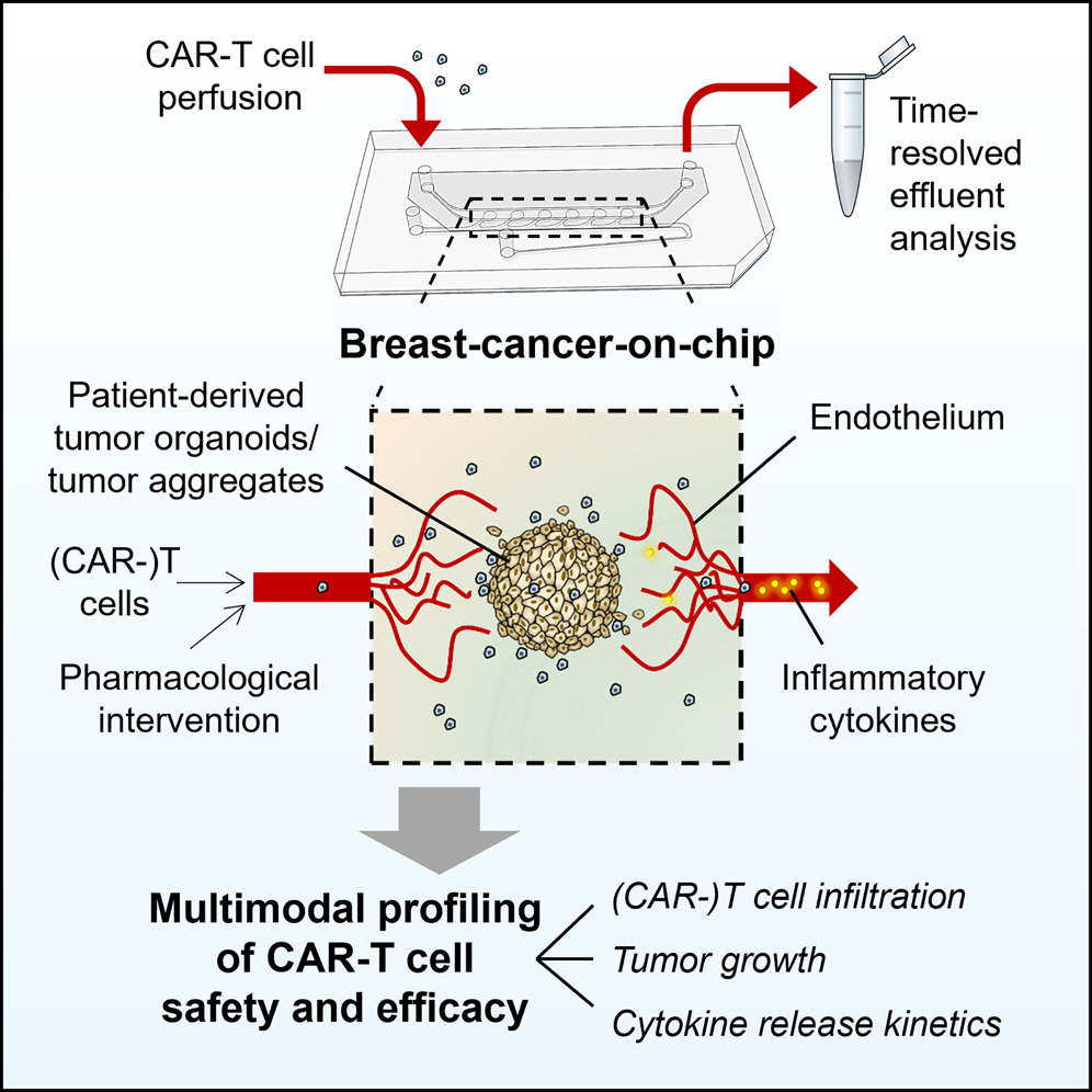In this paper in @CellStemCell, @ibra_maul et al introduce a breast cancer-on-chip model that recapitulated the first week of CAR-T cell therapy in patients. The authors used #TNBC cell line & patient-derived organoids with a week of constant perfusion. 

sciencedirect.com/science/articl…