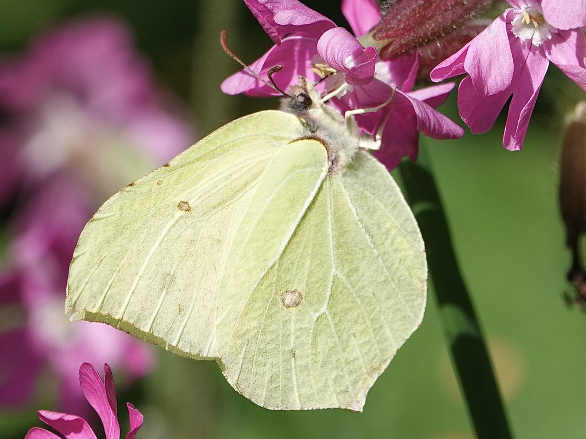 Sunday 19/5/24 Speckled Wood,Brimstone, Orange Tip, Red Admiral butterflies and Silver Y moth seen at Creaton @savebutterflies @BedsNthantsBC