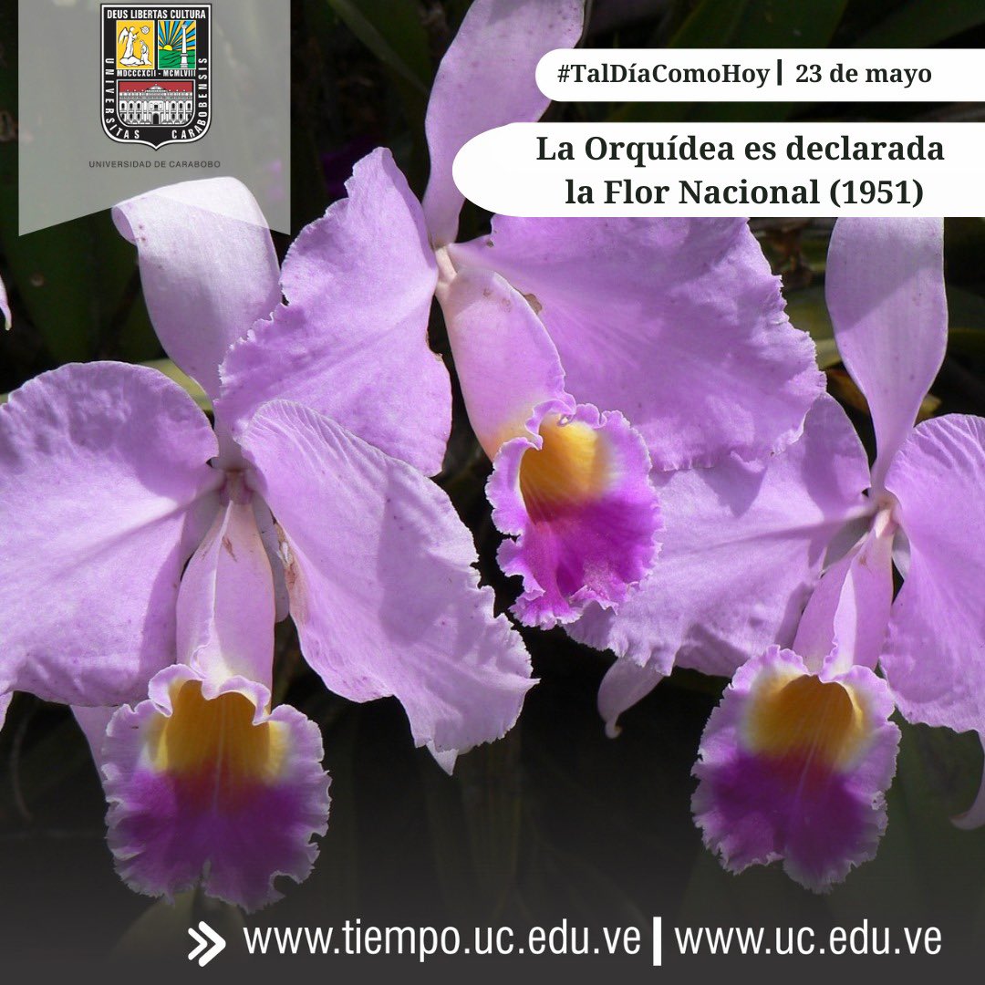 #TalDíaComoHoy de 1951 es declarada la orquídea la flor nacional de Venezuela. La llamada flor de mayo, que adornaba la Cruz de Mayo, es exótica y de gran belleza en todos sus colores: púrpura, lila, rosado y blanco. #UniversidadDeCarabobo #UC
