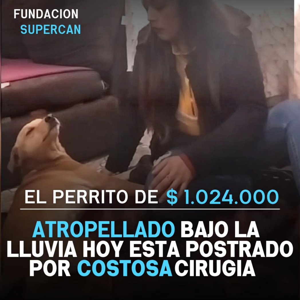 Kristian_Mella's tweet photo. UN GIRO TRISTE Y UNA SUMA COMPLEJA DE RECAUDAR.

$52.920💙 RECAUDADOS + 2 VIDEOS + UN PERRITO SUFIRNEDO Y UNA CIRUGIA QUE SUPERA EL $1.000.000 ES EL CASO DE ESTE PERRITO.

-Consulta y Antibioticos $44.400
-Dia de hospitalización $70.000 (mínimo 8 dias $560.000)
-Radiografoas https://t.co/zN6QJrDsEf