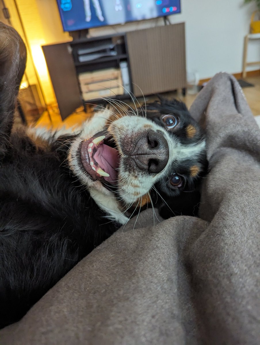 Louise 🐶 tweet media
