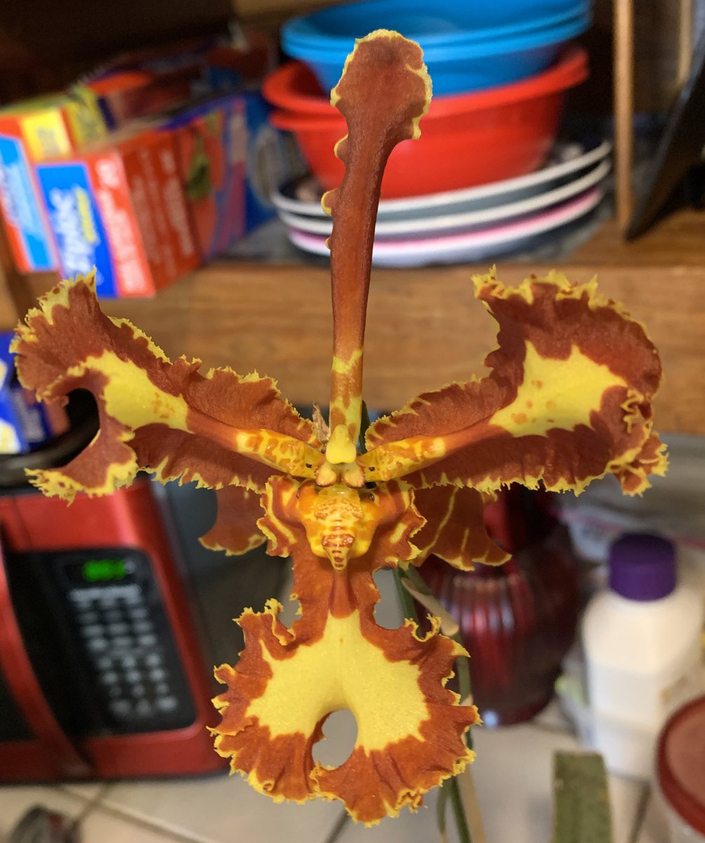dpharrison2828's tweet photo. @brooksideorchid Looks nice and flat! Mine has a tendency to bend back some plus not as flat https://t.co/KKxEoNiJbi