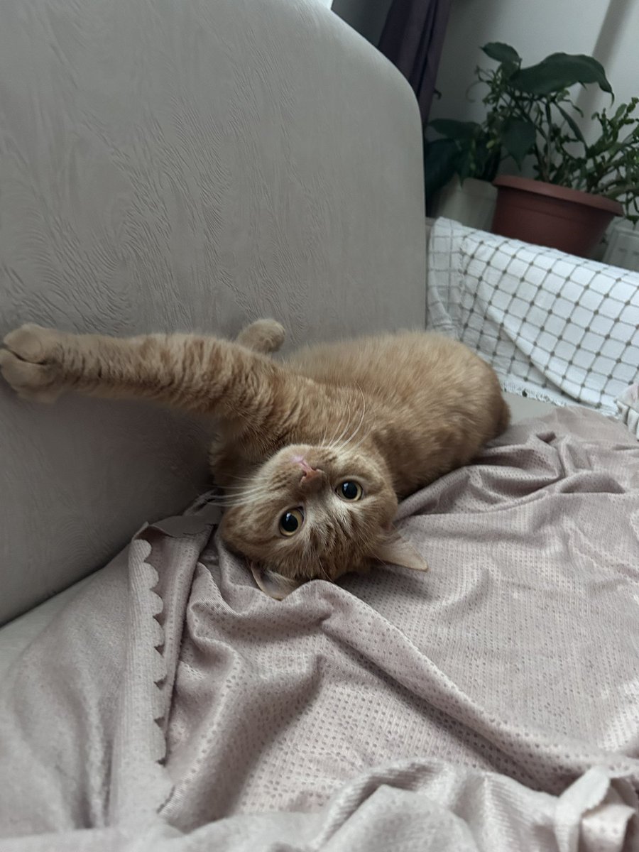 butun ev uyelerini dogduguna pisman ettikten sonra simariyor saka midir bu kiz