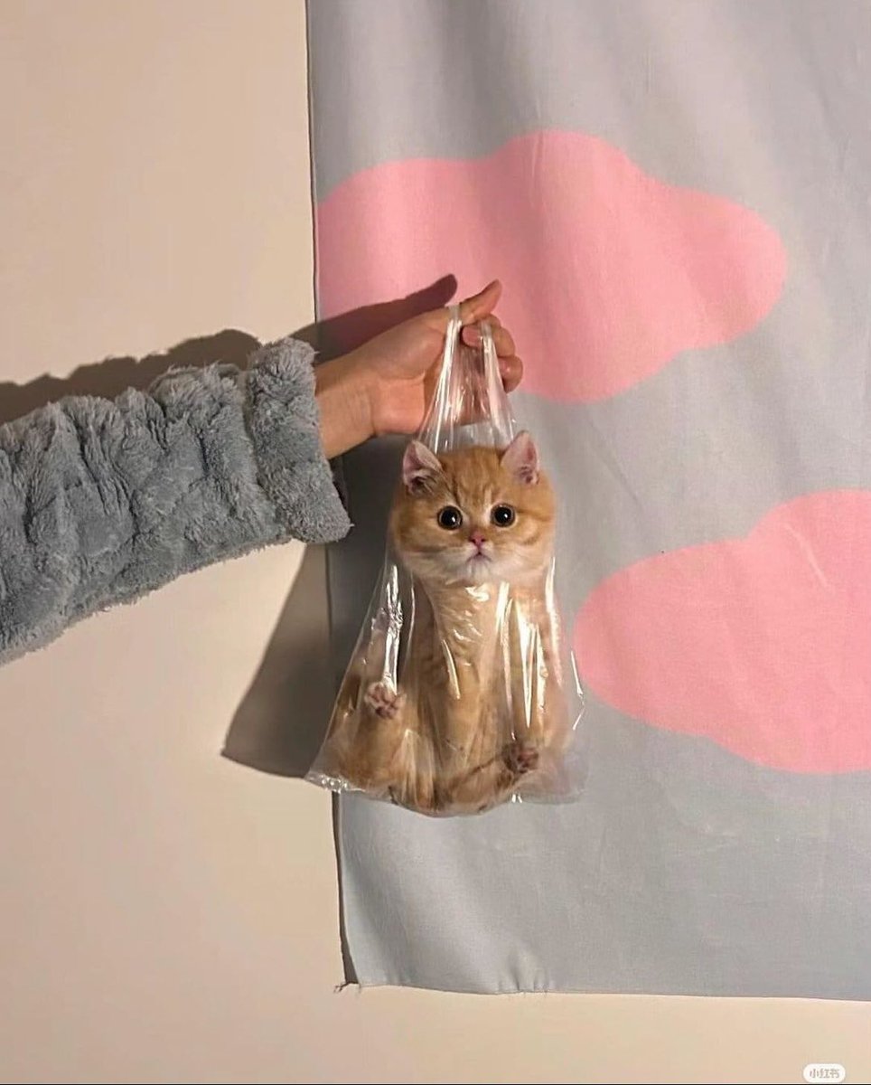 Punch Cat (@punchingcat) on Twitter photo 