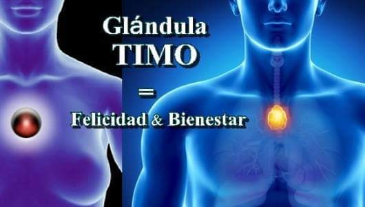 elzorrotacneno's tweet photo. ¿Qué sabe de la glándula Timo?
Uno de los órganos que menos se sabe.
La palabra Timo viene del griego, 'thýmos', significa energía vital de allí mana lo que en chino es el Chi, inicialmente, en el cristianismo, se decía que si el corazón es la residencia del Dios, el Timo lo es del Espíritu Santo, creencias van creencias vienen.
El asombro viene cuando se le pregunta, a la gente, por la función de la glándula Timo y el 90% no sabe realmente para que sirve.
Sin embargo la ciencia advierte:  El Timo crece cuando estamos alegres y se encoje cuando estamos tristes y enfermos. 
Lo interesante del Timo es que se "encoge" entrando a la adolescencia.
Lo que la medicina alternativa aporta es que el Timo es el "comandante en jefe" de nuestro sistema inmune.
Si, por ejemplo, ingresan toxinas en nuestro organismo, el Timo madura y produce células de defensa para destruir al "invasor". 
Siendo un órgano muy sensible, se afecta rápidamente por los sentimientos mas dispares que existen: Amor y odio.
Los pensamientos negativos llevados de manera crónica, lo afectan mas que los parásitos y bacterias.

¿Cómo actúa?
De pronto, muere un pariente cercano: el Timo se afecta hondamente, en consecuencia ya no produce  
"soldados " para la defensa del cuerpo.
Bacterias, hongos y parásitos al ver que no hay defensas, comienzan a crecer rápidamente, el organismo aplica un último intento: El tumor, una bolsa que los contengan.
Por el contrario, los pensamientos positivos, la terapia de Perdón, el amor, cariño activan la energía vital sanadora.