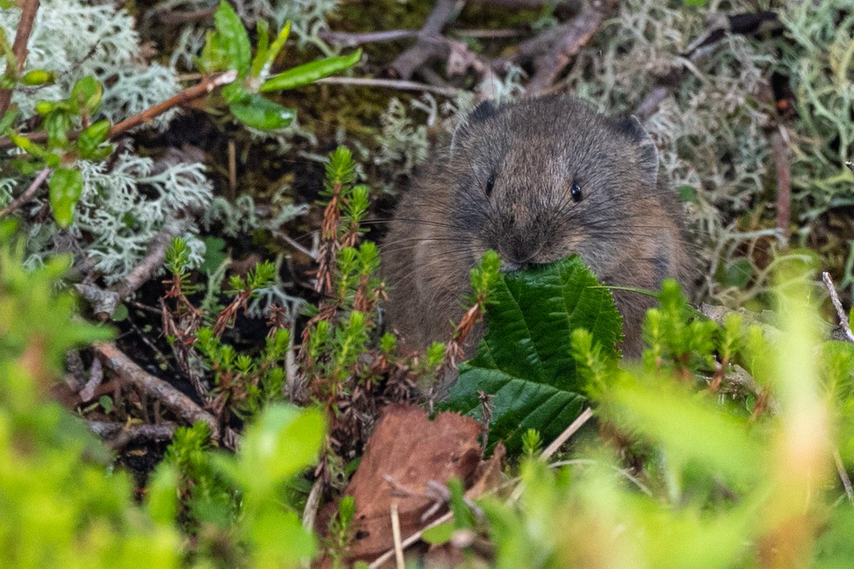 ナキウサギ撮影。 #エゾナキウサギ　#ナキウサギ　#可愛い　#小動物大好き　#北海道3大かわいい動物　#ナッキー