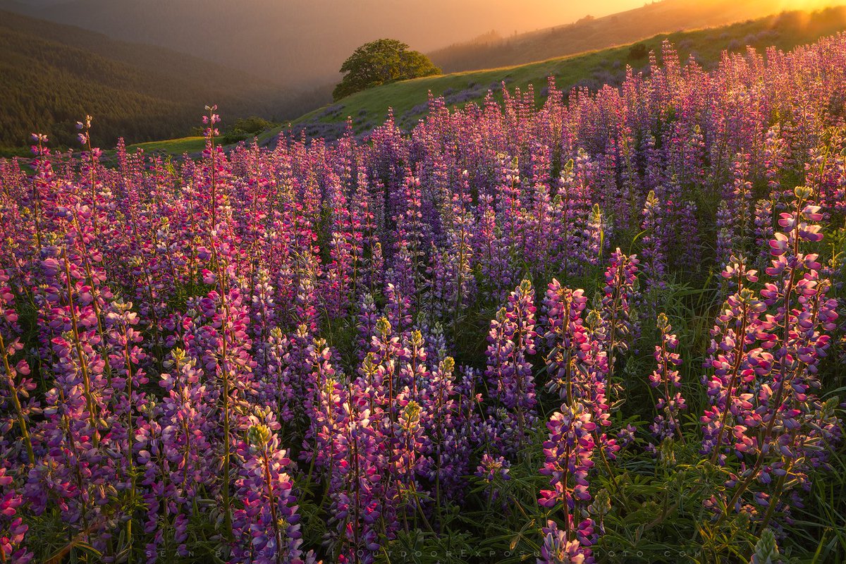 Hanging out in this spot at sunset when the lupine are blooming never gets old. I camped out in the van last week, also hoping for fog bows at sunrise but it wasn't to be.