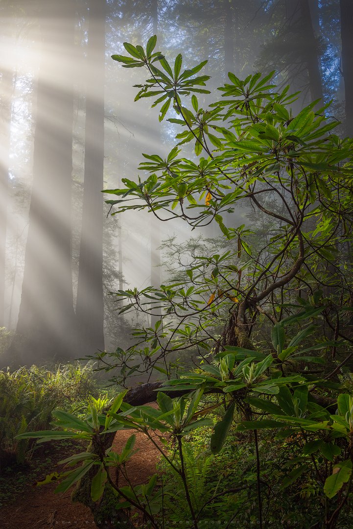 From last week...not many blooms on the rhododendrons this year, or at least so far. But the greens, mist, and light rays were more than enough.