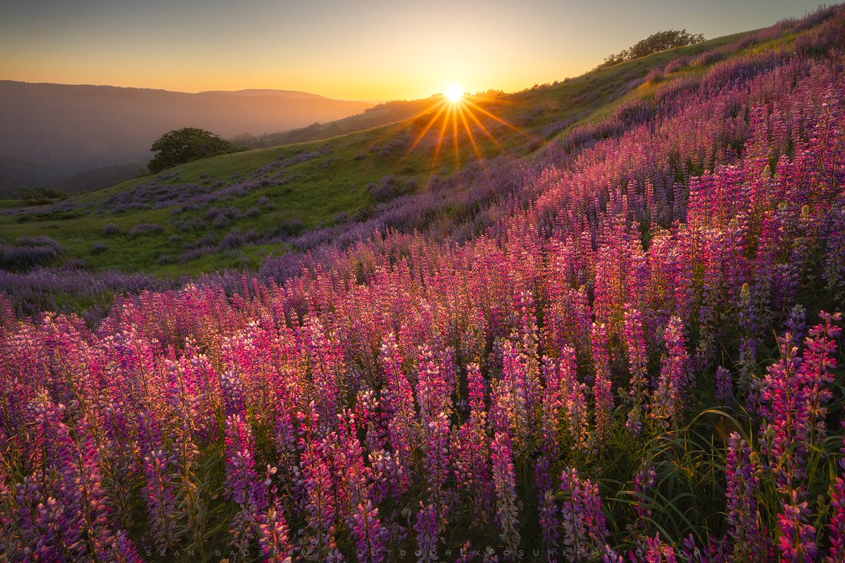 Another take from my visit to the lupine last week. There wasn't a breath of wind and the backlight on the flowers at sunset was so rich.