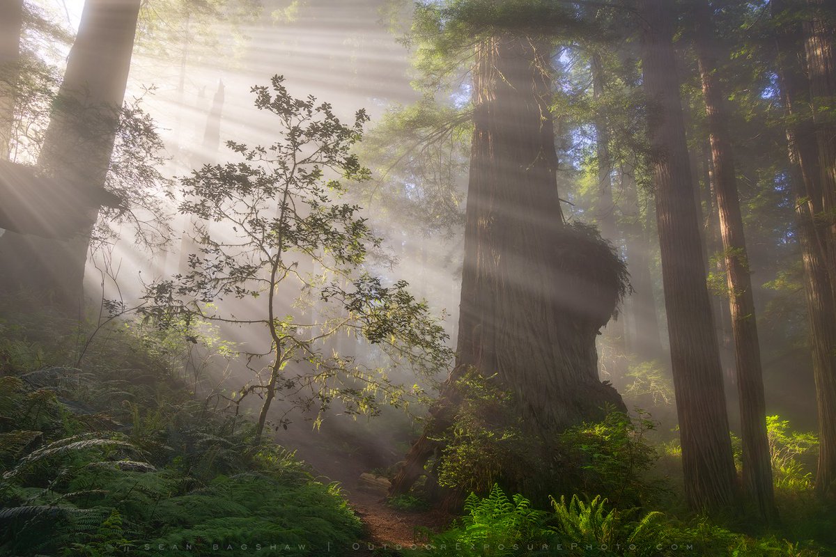 ...however, the fog did come out to play in the redwoods later.
