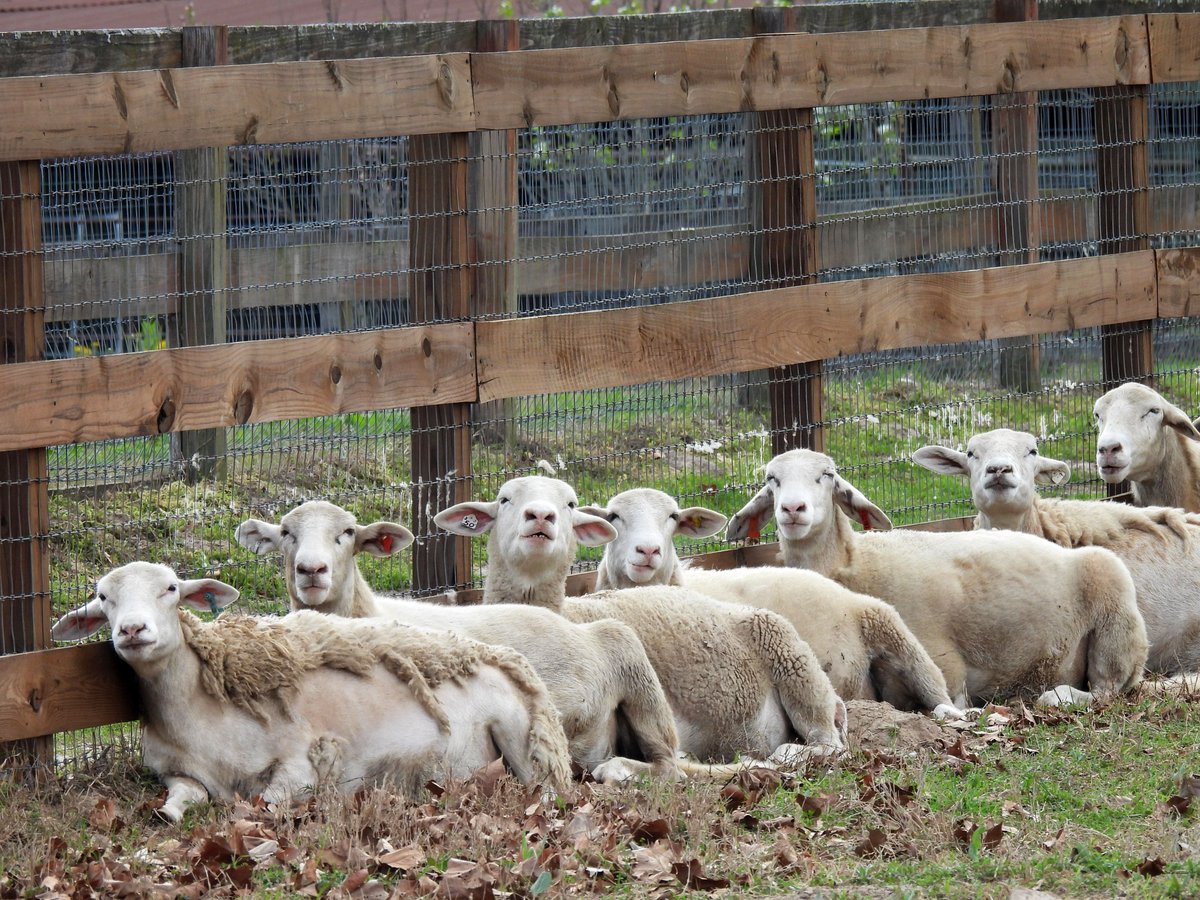 A lazy day at the Ewephoric ranch. The Katahdin girls have the right idea. Writers, how would you caption this? #writingprompt #writingcommunity #sheep