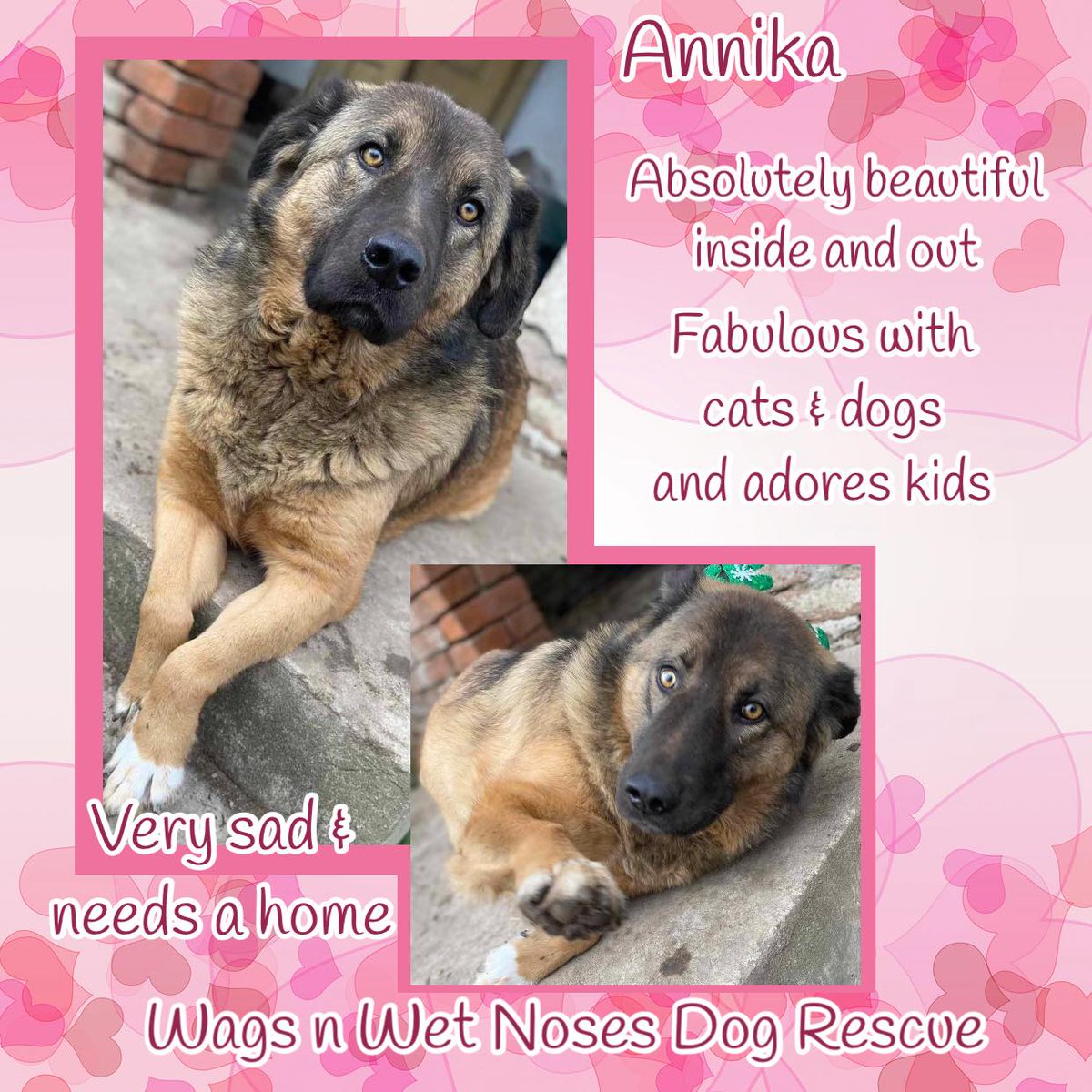 #forgottensoulshour 3yo GSD mix ANNIKA is a big, gentle teddy bear, very cuddly & loyal. Her fur is as soft as silk & her eyes sparkle with kindness. She is the size of a Bernese with a heart just as big. She lives in a shelter, surrounded by other dogs who are all longing for a