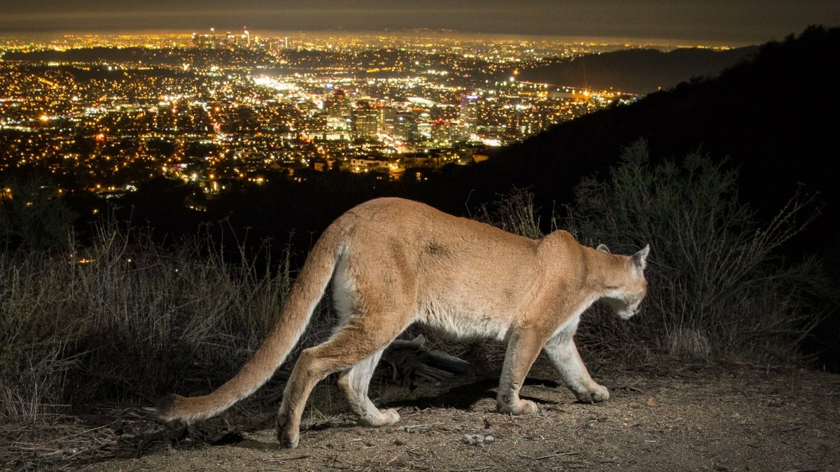 trailcam (@trail_cams) on Twitter photo 