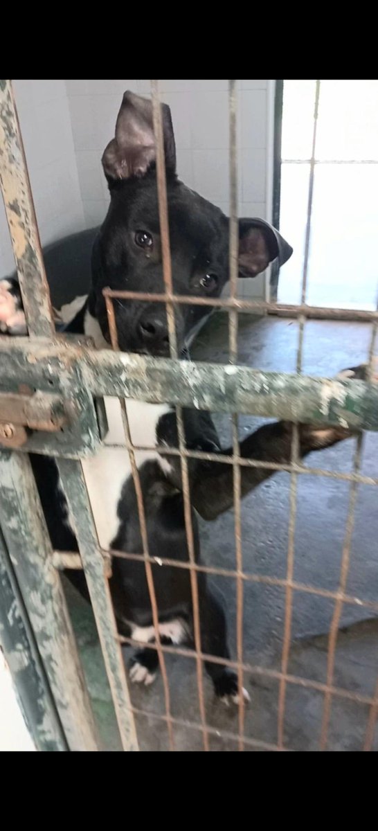 BurkManuela's tweet photo. PERRERA #Jerez
SOS 🆘🆘 SOOOS 😥 https://t.co/JKTnoAbpHr