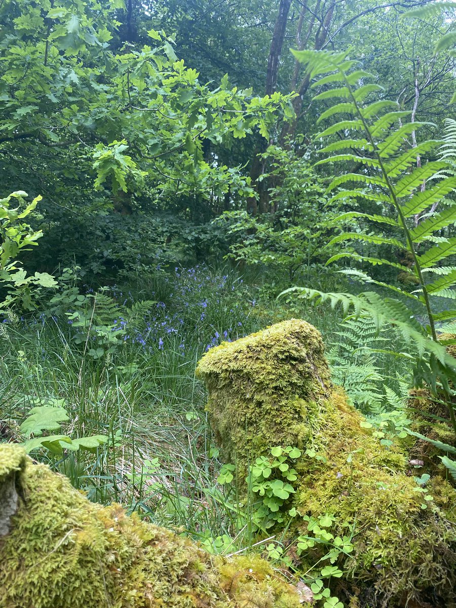 wanderingw_andy's tweet photo. A magical woodland and Bracklinn Falls. 

#visitscotland #waterfall https://t.co/8iMwnzqKk3