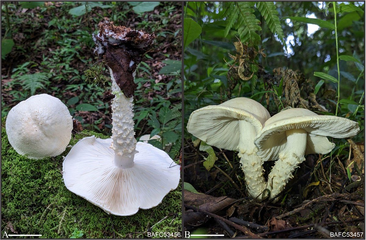 FungiAPM's tweet photo. New paper out in Mycologycal Progress - New species from Argentinean Yungas, Cercopemyces messii and Clitocybe cedrelae (Agaricomycetes, Agaricales)
https://t.co/Cj5SQ1RpcC #messi #mushrooms #taxonomy #phylogeny #cercopemycesmessii #Clitocybecedrelae #Yungas #Argentina https://t.co/tVJcZxSAeT