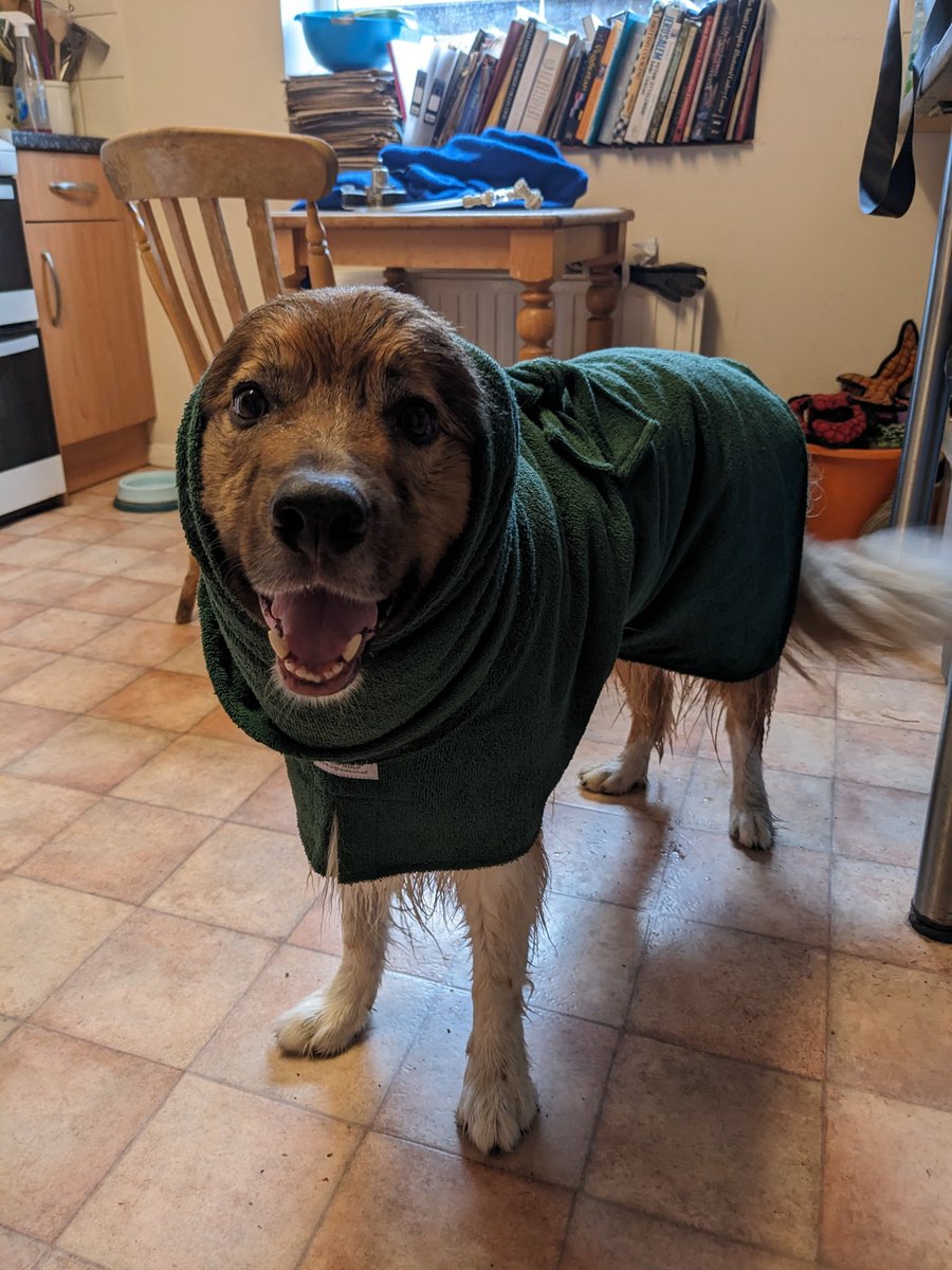 CamasTheCollie's tweet photo. This time last year. Modelling my drying coat. It was wet... 🐾🐾🌧️🌧️🌧️😀
#BorderCollie
#SoggyDog
#DryingCoat
#ThrowbackThursday https://t.co/puyw07kahe