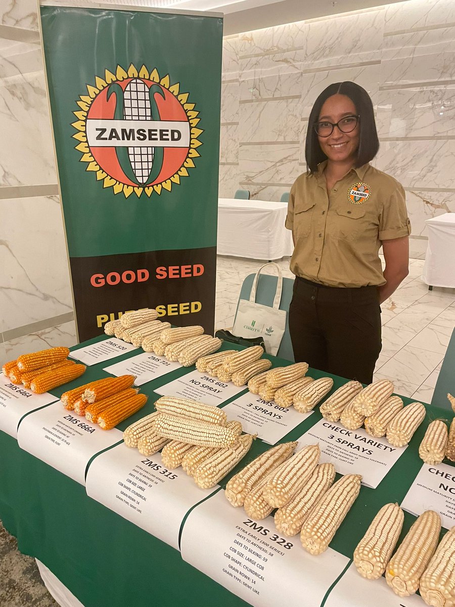 bramaccimmyt's tweet photo. Behind ZMS 646A, an improved variety characterized for being more nutritious, well-received, and popular among farmers, there are key actors like #Zamseed, an #AIDI’s partner. Thanks for all you do! Let’s keep up the good work.
#Zambia #CIMMYT2030Strategy https://t.co/p6KVbBgTov https://t.co/P9micr582V