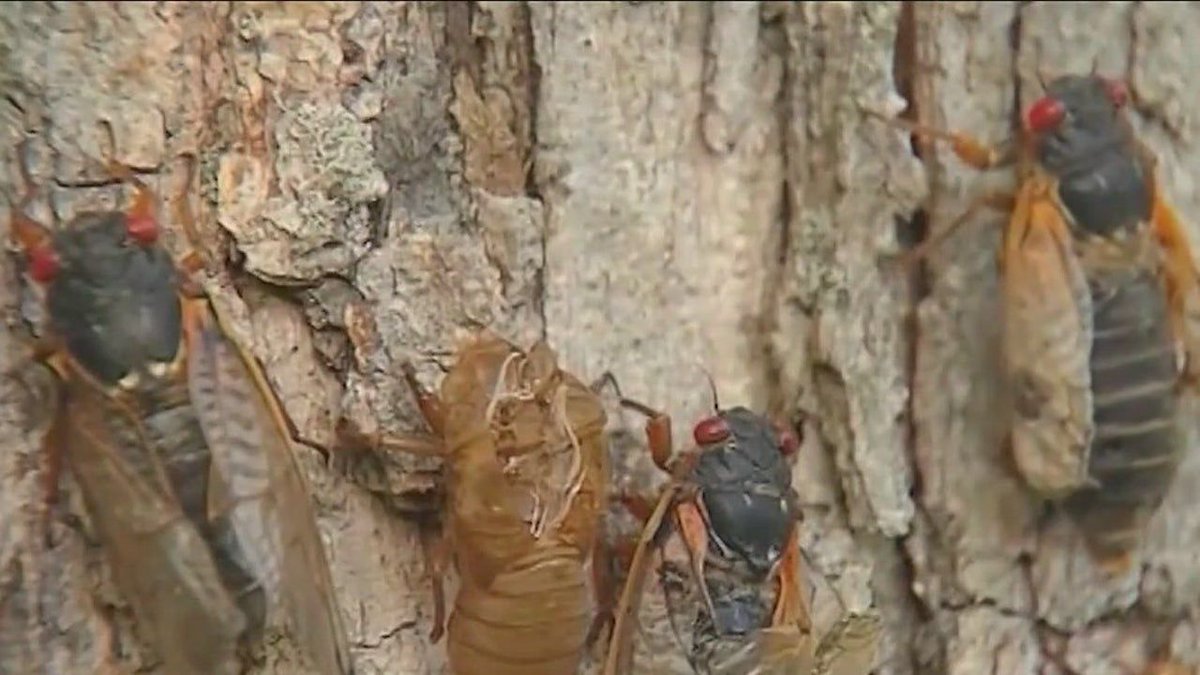 While noise from #cicadas will be temporary in Chicago, patients with pulsatile #tinnitus suffer constant noise all year round. @fox32news highlights a @NorthwesternMed clinic that is dedicated to treating patients with this condition. buff.ly/3WZmk13