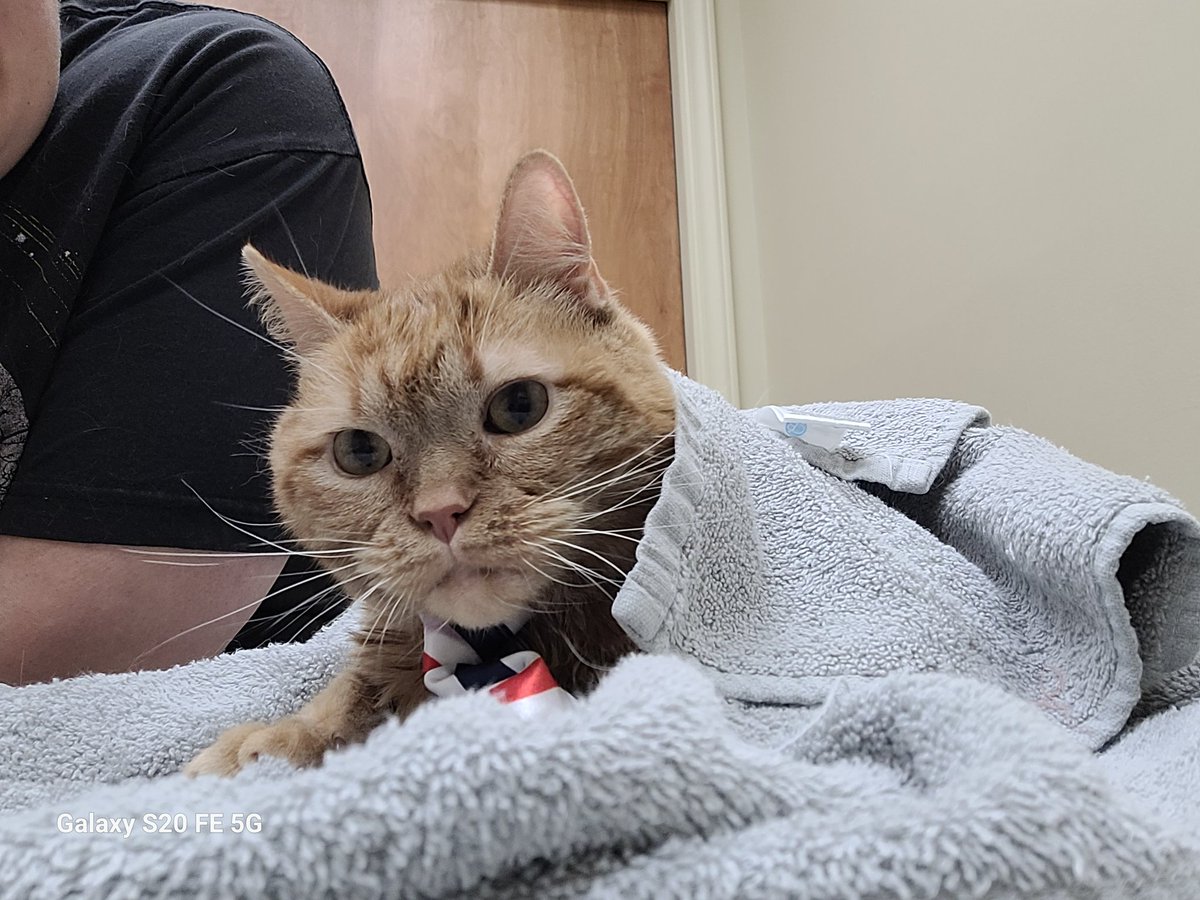 lynnslagle42's tweet photo. Mr. Trooper Daper Man 💗💗💗 everyone LOVED seeing Louie today. They took blood and he was a perfect gentleman. He was also trying to hide from Dr. Kirby lol! #cerebellarhypoplasia #wobblykitty #chkitty #chlove #louiepatchouliblue #cantseeme #nolouieisnthone #leavemessage https://t.co/let02Ow5jH