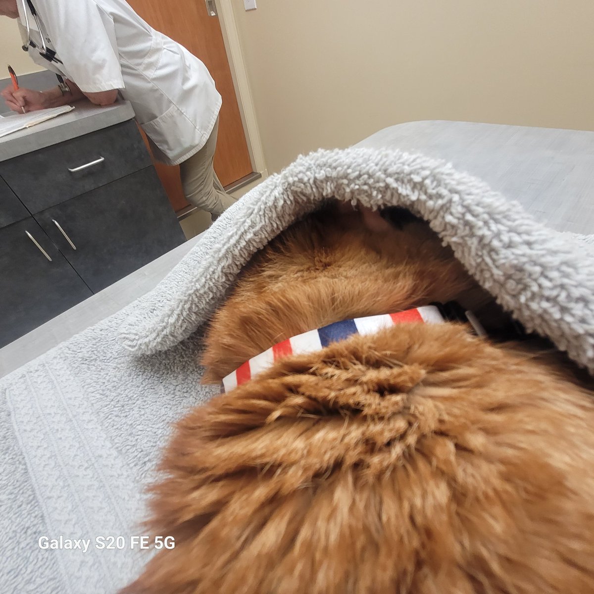 lynnslagle42's tweet photo. Mr. Trooper Daper Man 💗💗💗 everyone LOVED seeing Louie today. They took blood and he was a perfect gentleman. He was also trying to hide from Dr. Kirby lol! #cerebellarhypoplasia #wobblykitty #chkitty #chlove #louiepatchouliblue #cantseeme #nolouieisnthone #leavemessage https://t.co/let02Ow5jH