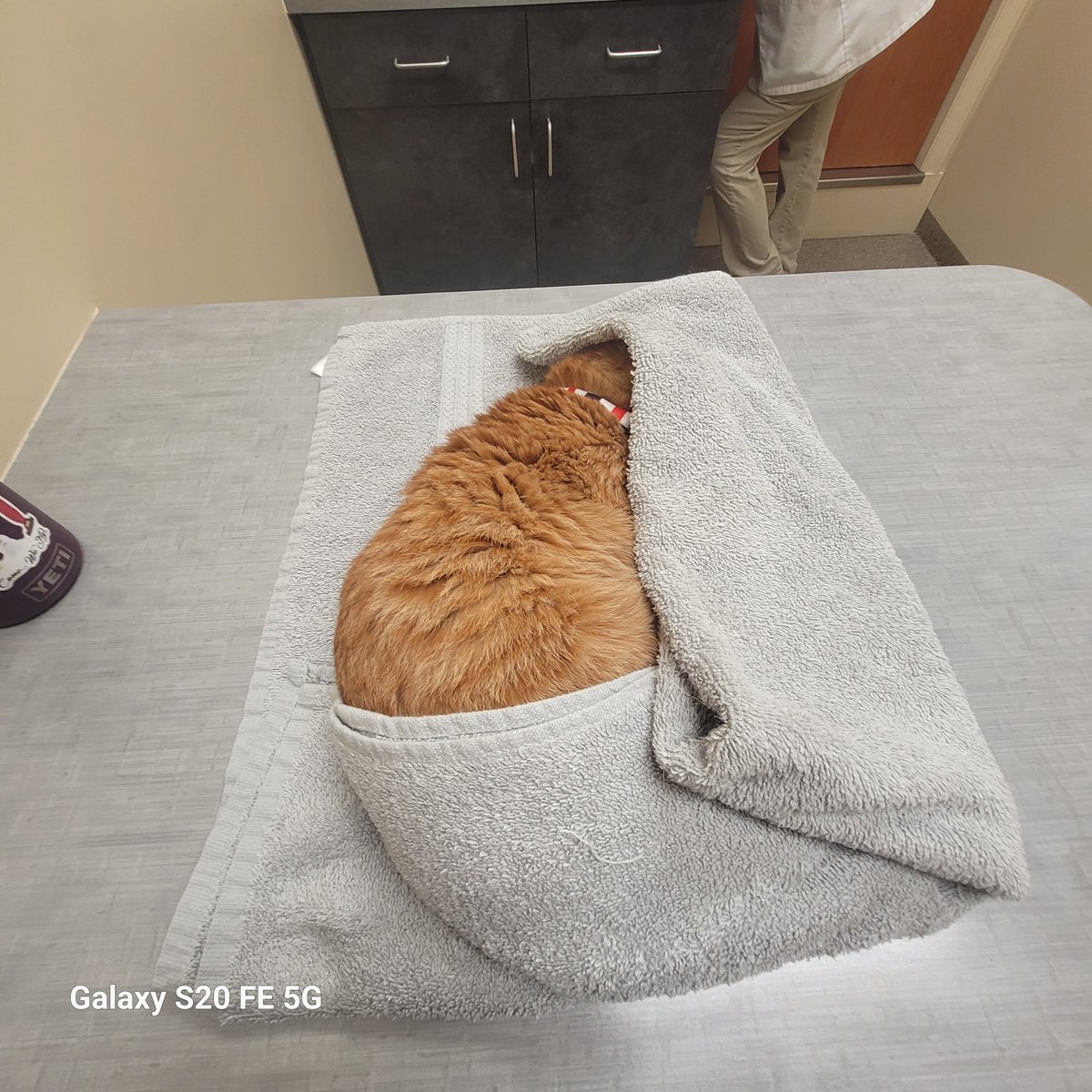 lynnslagle42's tweet photo. Mr. Trooper Daper Man 💗💗💗 everyone LOVED seeing Louie today. They took blood and he was a perfect gentleman. He was also trying to hide from Dr. Kirby lol! #cerebellarhypoplasia #wobblykitty #chkitty #chlove #louiepatchouliblue #cantseeme #nolouieisnthone #leavemessage https://t.co/let02Ow5jH
