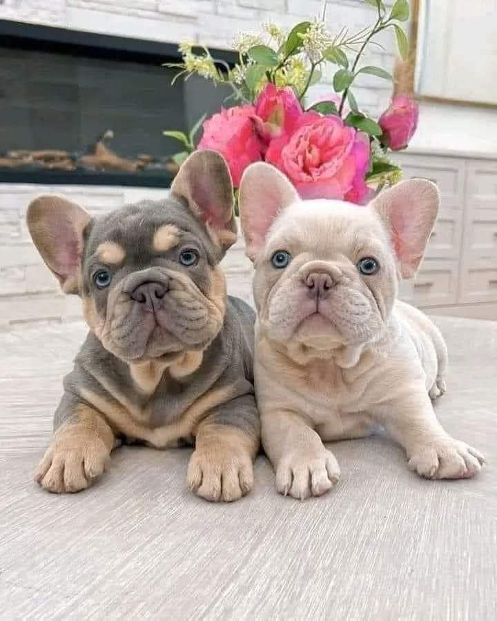 Bulldog Lover Club (@bulldogclub7) / Posts / X