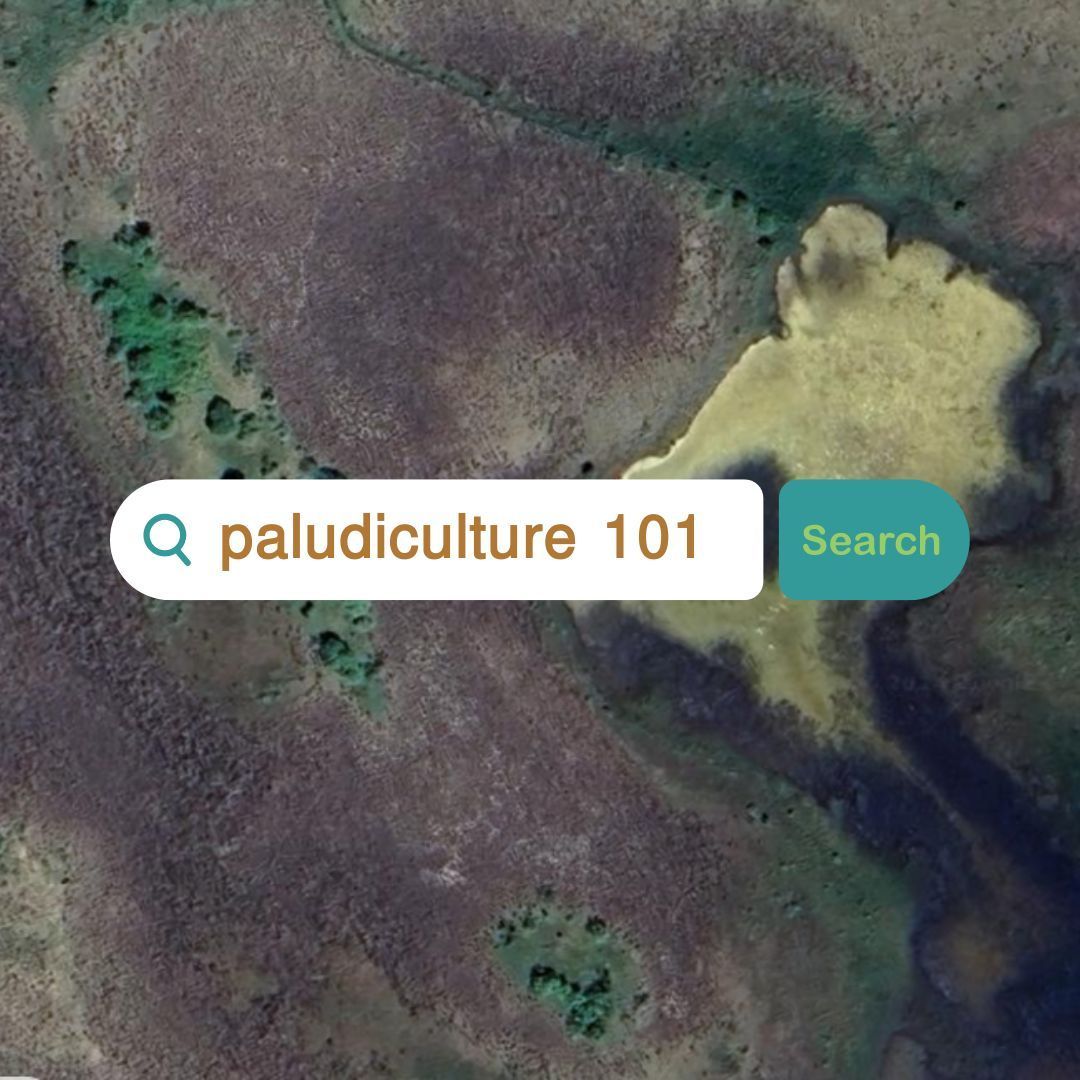 With the second webinar of our Paludiculture series just around the corner, we thought sharing the first part would be a great way to jumpstart your memory of where we left off here:buff.ly/3I6hHcG Register for our upcoming webinar here: buff.ly/3WMxia1