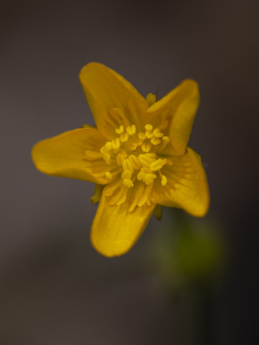 On it's own #Togtweeter #ThePhotoHour #snapyourworld #flowers #plants #flowerphotography #NaturePhotography #macrophotography