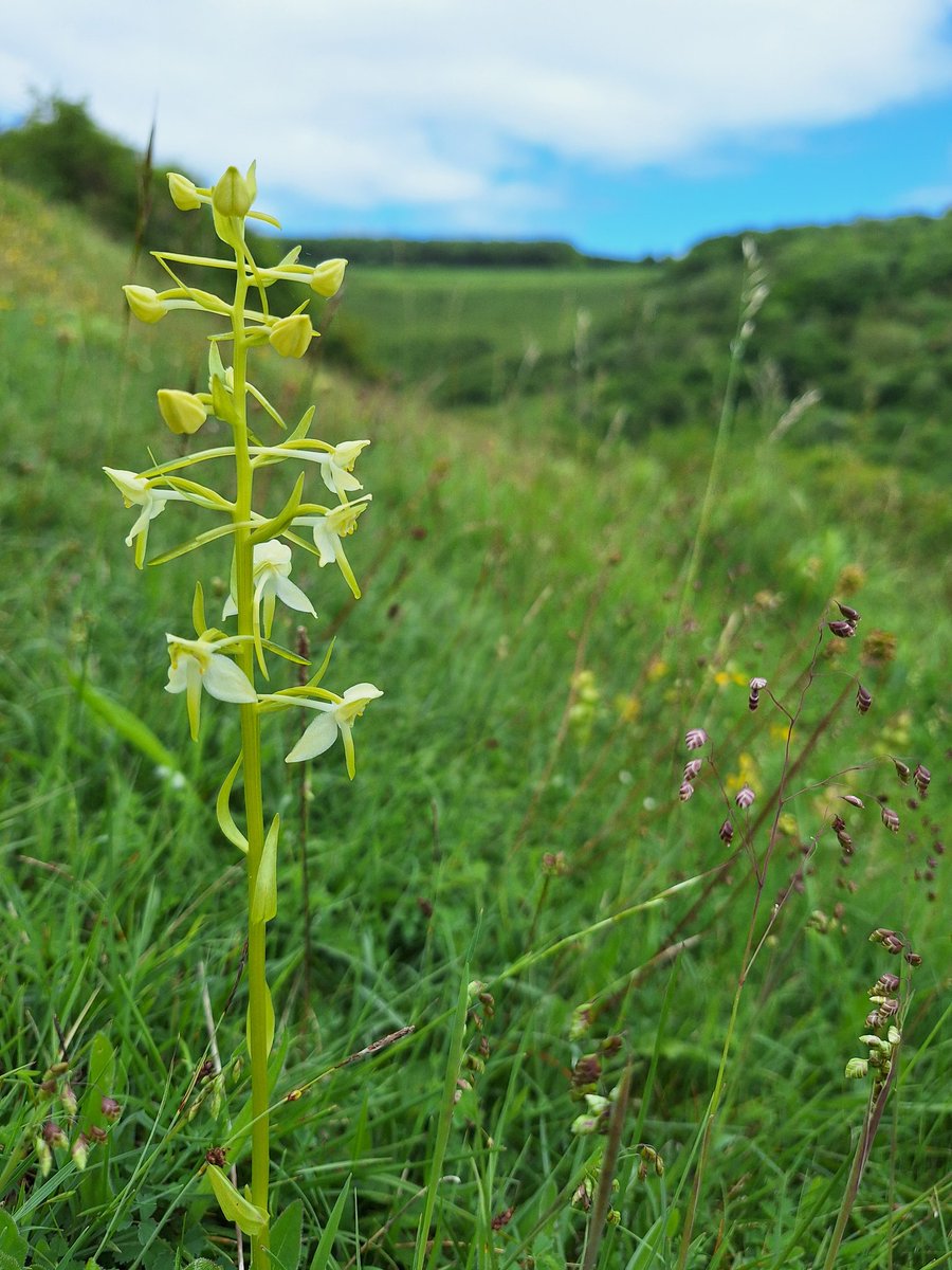 BenJMAtkinson's tweet photo. Some of the days highlights from Fontmell Down. Sleepy dormice (handled under license), early gentians, greater butterfly orchids and fragrant orchids.
@DorsetWildlife @PTES @BSBIbotany @ukorchids https://t.co/vxLMPU4K6I