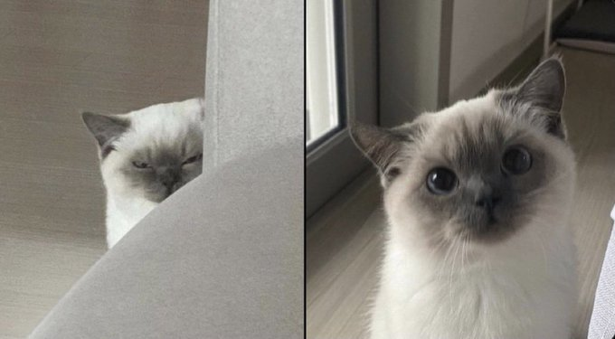 Sin terapia || Con terapia