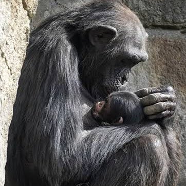 choquei's tweet image. 🚨VEJA: Chimpanzé Natália de 21 anos não sai de perto do corpo do filhote morto ha meses.
