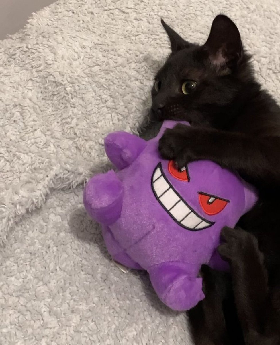 gatitos_qctd's tweet photo. https://t.co/CAoucqhm9T