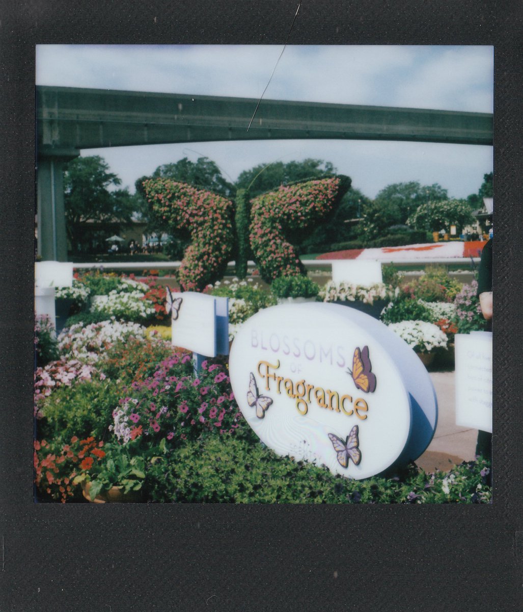 Gaige_404's tweet photo. Here are some scanned shots from Epcots Flower and Garden Festival. There where so many things to take photos of, on a perfect day, AMAZING!

#epcot #disneyworld #photography #landscapephotography #lomography #amusmentpark #iloveinstantphotography https://t.co/vxDHvUCrV4