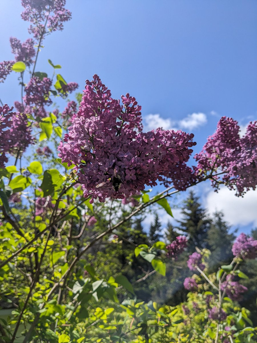 odiesislandlife's tweet photo. Visions of beauty from our walk today ππΈπ©·ππΈ #islandgrown #springisspringing https://t.co/J4iawihSmb