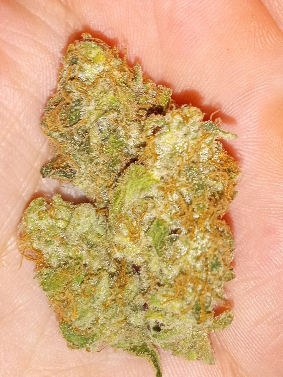 Gorgeous Strawberry Gorilla Budz🤤 the smell is even better! Seeds from @Fast_Buds #cannabisindustry #cannabis #weedlife #weedmob #weedlovers #stoners #stonerfam #marijuana #stonerchicks #stonermoms #thursdayvibes #420friendly #420life #420community