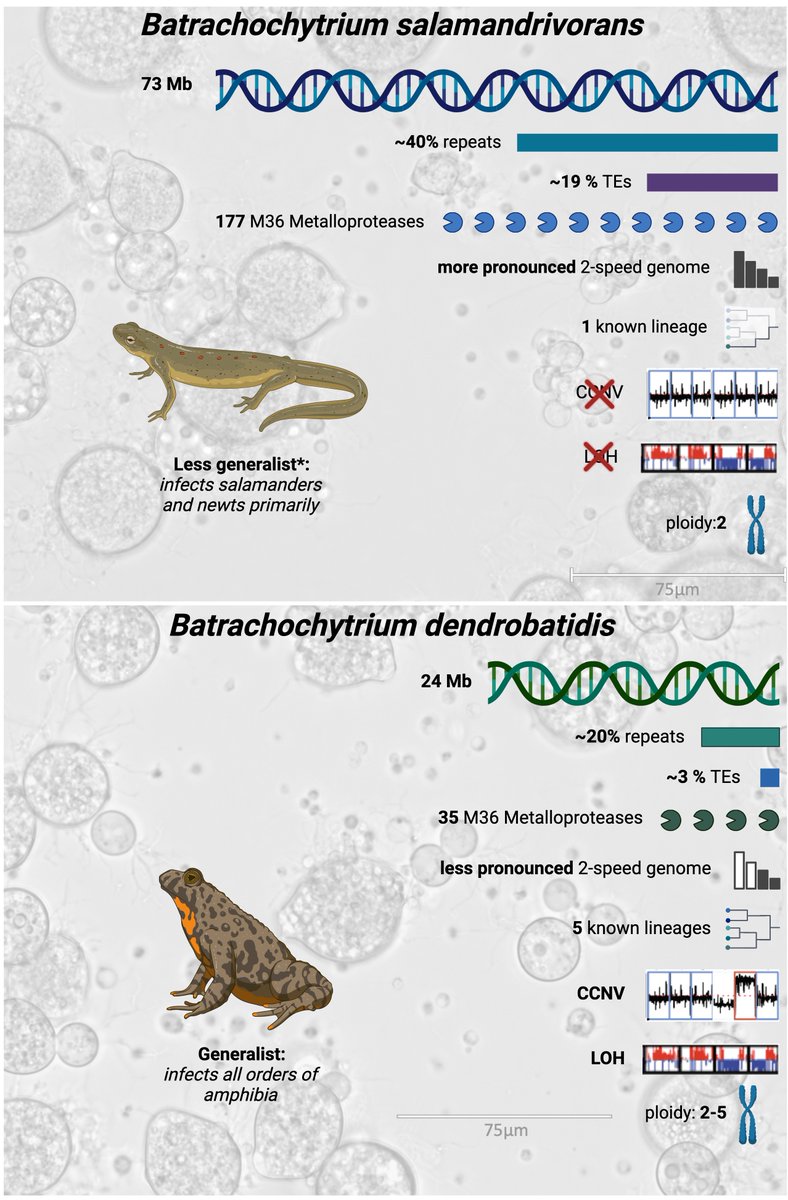 It is finally out: our #review published in @PLOSPathogens on #genome variation in the #Batrachochytrium genus. If you have been looking for a bite-size review answering 6 questions surrounding the genomes of the batrachochytrids, look no further: journals.plos.org/plospathogens/…