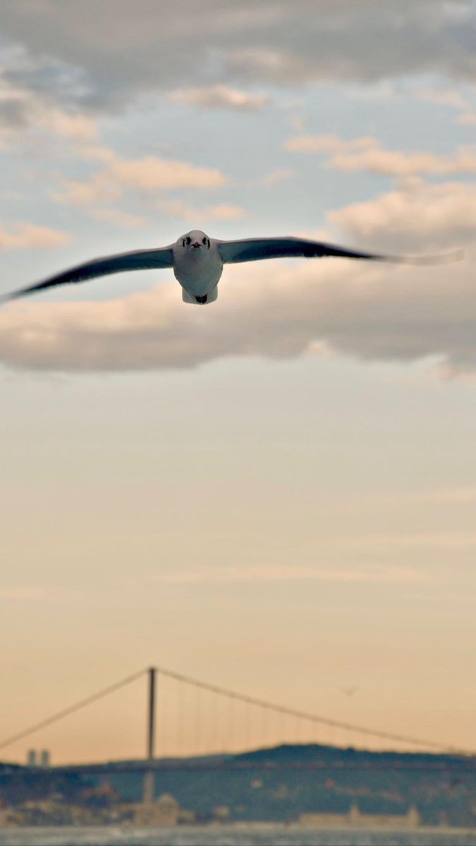 Hep gidene gurbet sanırdım gittiği yer,
oysa gurbet;
Kalana gidenin bıraktığı yermiş..

                  [_ M.Ferhat Kurman _] 

#Cuma 
#Istanbul 

•••
