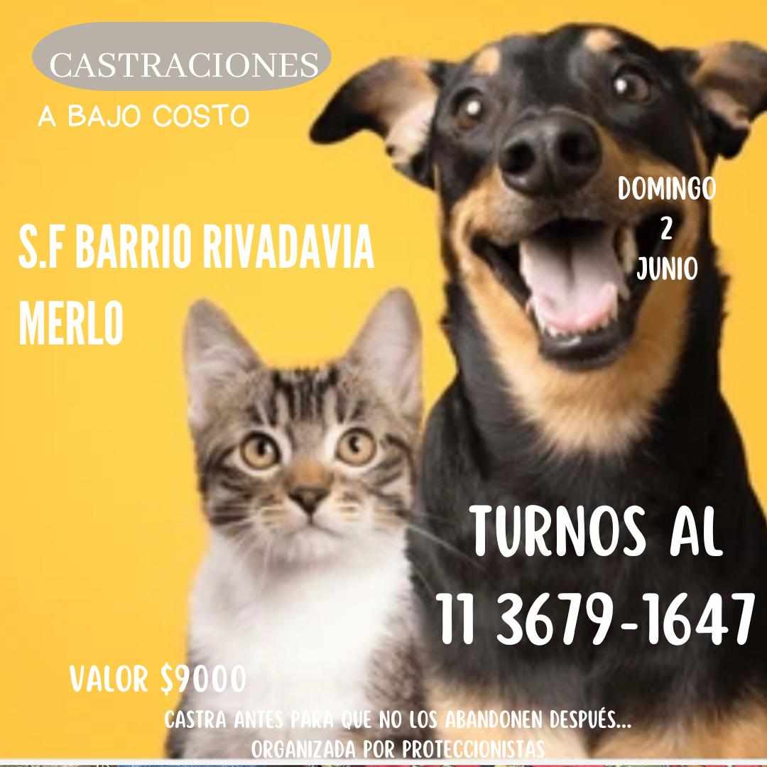 masxmasPA63's tweet photo. MERLO: Campañas d castración BAJO COSTO. Organizadas x proteccionistas. Pedir turno c nombre y apellido ( mayor de 17 años). Perro/a? Gato/a? Mayor de 5 meses. Solamente mensaje escrito por WHATSAPP. NO RESPONDE LLAMADOS NI MENSAJES DE VOZ. Gracias por difundir. https://t.co/ZWTImG9Ygc