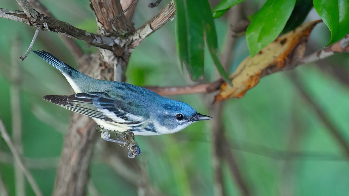 Eric Balcanoff tweet media