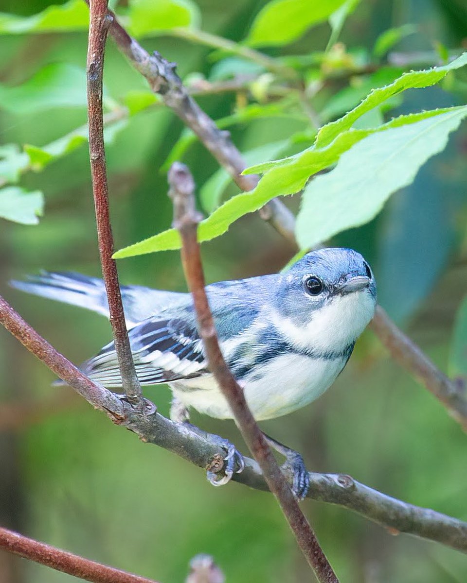 Eric Balcanoff tweet media