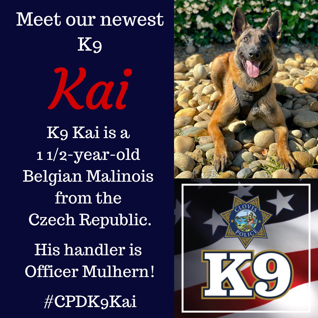 ClovisPolice_CA's tweet photo. Meet our newest K9, Kai!
K9 Kai joined our #CPDK9Unit in Dec 2023 & has been certified with his handler, Officer Mulhern. K9 Kai is a 1 1/2 year old #BelgianMalinois from the Czech Republic, and is K9 Ryder’s 1/2 brother!
Welcome to Clovis PD, #CPDK9Kai! https://t.co/OU0GxYO0lw