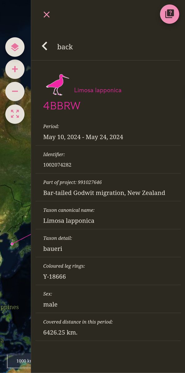 4BBRW has reached the Seaward Peninsula. He arrived there around 5.15 am this morning. Hopefully his mate is waiting and we wish him every success with his breeding. Follow him on globalflywaynetwork.org/tracks/project…