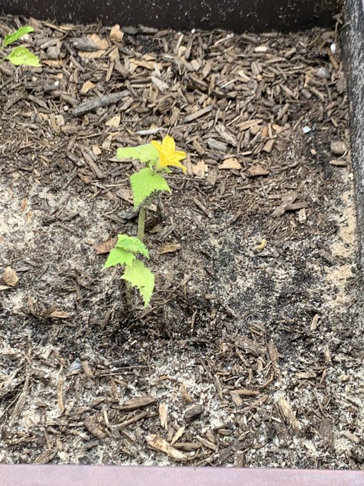 I feel like this cucumber plant. Just barely hanging on to my sanity. https://t.co/pWWKvntPnh<a href="/tag/throne"class="tags"><span>#throne</span></a><a href="/tag/wishlist"class="tags"><span>#wishlist</span></a>